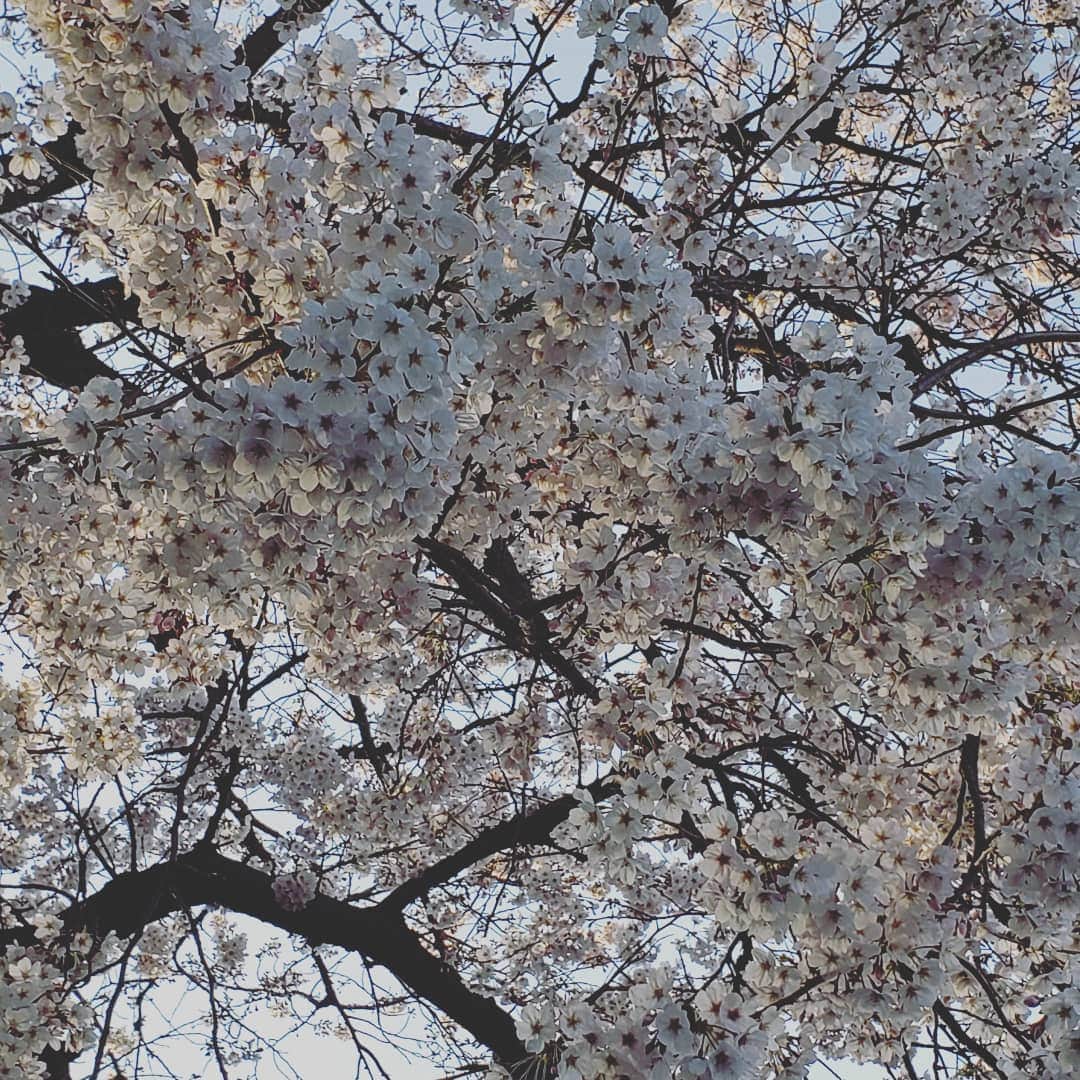 梅田陽子さんのインスタグラム写真 - (梅田陽子Instagram)「仕事帰りに一人で眺めた桜たち。綺麗だなと思える気持ちを大事に。 #桜#cherryblossom#march2020」3月24日 14時40分 - yokoumeda