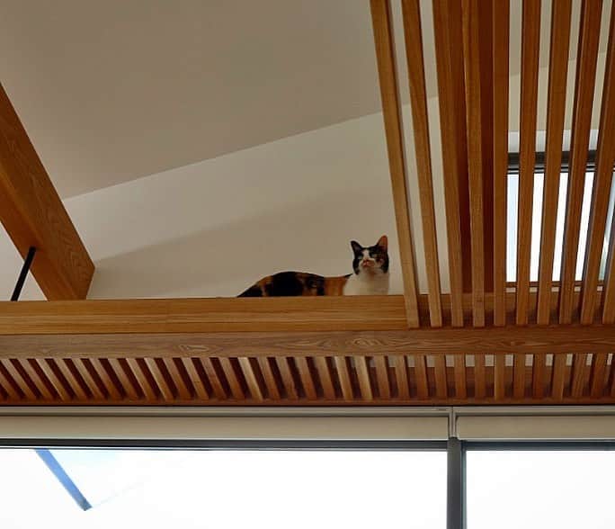 一級建築士事務所hausさんのインスタグラム写真 - (一級建築士事務所hausInstagram)「引渡しから数日経ってクライアントご夫妻から嬉しいお言葉と画像をいただきました♪ : クライアントのSさん、ありがとうございました！ 猫ちゃん達も慣れるまで勝手に心配していましたが良かったです♪ : ■haus-walk■ 兵庫県神戸市北区 #haus_walk : #建築家 #建築 #住宅 #キャットウォーク #注文住宅 #新築 #設計 #デザイン #リビング #ねこと暮らす #ねことの暮らし #猫との暮らし #猫のいる暮らし #マイホーム #中庭のある暮らし #猫 #ねこ#インテリア #architect #architecture #design #catwalk #house #housedesign #homedesign #cat #livingroom #catlife #一級建築士事務所haus」3月24日 14時55分 - hausuma