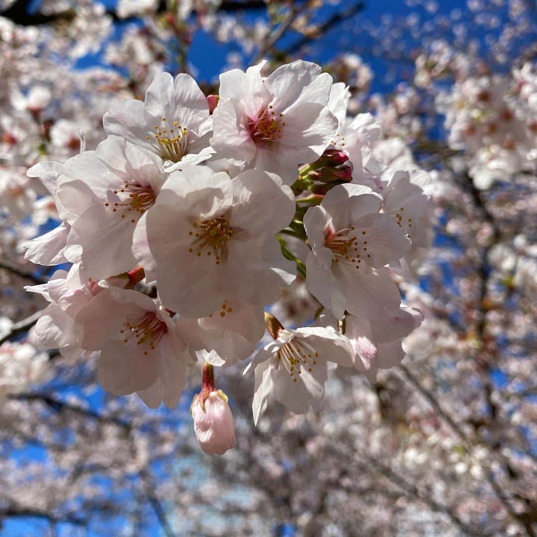 新田朝子さんのインスタグラム写真 - (新田朝子Instagram)「桜きれいだったなぁ☺️ . #スカイツリー #桜 #花見 #散歩 #花見日和 #cherryblossom #tokyo #japan #tokyoskytree #spring #🌸」3月24日 15時01分 - asako.nitta
