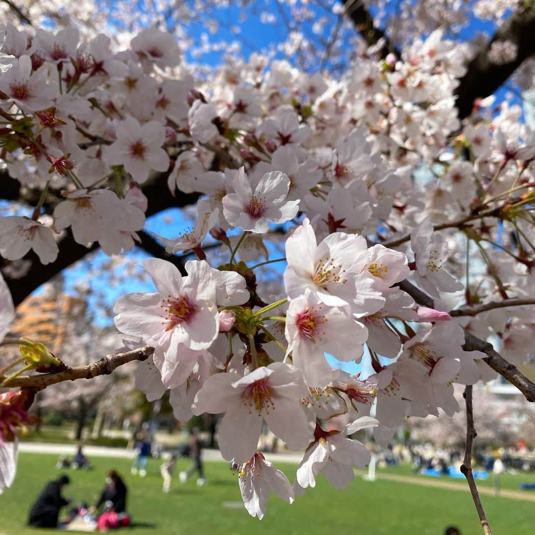 新田朝子さんのインスタグラム写真 - (新田朝子Instagram)「桜きれいだったなぁ☺️ . #スカイツリー #桜 #花見 #散歩 #花見日和 #cherryblossom #tokyo #japan #tokyoskytree #spring #🌸」3月24日 15時01分 - asako.nitta