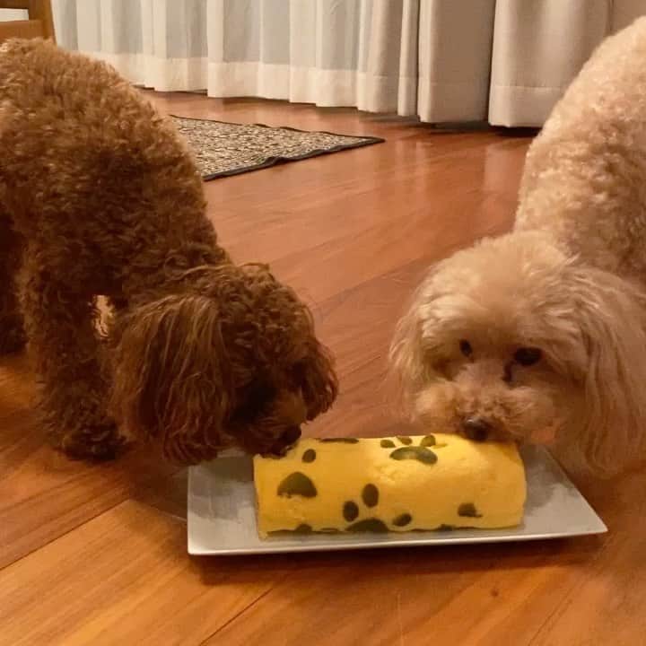 長谷川唯のインスタグラム：「・ ・ ショコラ10歳の誕生日おめでとう🐕🤎🤎こんなにも愛おしくて、私にどれだけの笑顔と幸せな気持ちをくれてるんだろう。大事な大切な家族🥺✨ショコラと毎日一緒に過ごす時間がなにより私にとって幸せな時間だよ💕 ・ ・ 今年の誕生日は　@chemiiiii ちゃんとサニたんが一緒にお祝いしてくれたんだ🥰ありがとう♥️♥️ ・ ・ #happybirthday #ショコラ #love #トイプードル #happy #愛おしい存在 #大好き」
