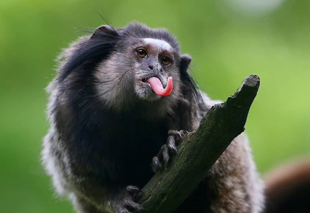 アニマルプラネットさんのインスタグラム写真 - (アニマルプラネットInstagram)「This face just screams "ha-ha you'll never get me" 😂 The black-tufted marmosets are arboreal monkey who almost never descend to the ground. They prefer the comfort of the treetops where there are fewer predators. . . . . #animalplanetupclose #animalsofinstagram #animalplanet #animaloftheday #wild #wildlife #outdoors #animals #wildanimals #conservation #nature #animallovers #instanature #wildgeography」3月25日 1時00分 - animalplanet