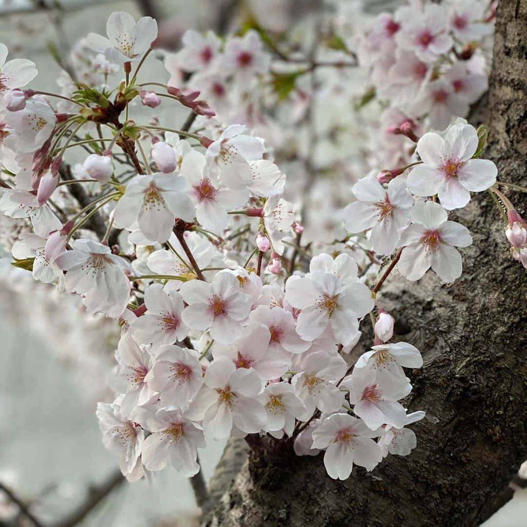 栗田善太郎さんのインスタグラム写真 - (栗田善太郎Instagram)「昨夜も20時には就寝し、4時半に起きて、夜明けを待って散歩。 まだまだな桜🌸だが、1本だけ咲いてた。 午前中はみっちり家仕事をして、午後はCM収録へ。 夕方はムスメをまたイアンと迎えに行って、23時からサウナを決めた。  #リフレ休暇中」3月25日 1時04分 - kurizen01