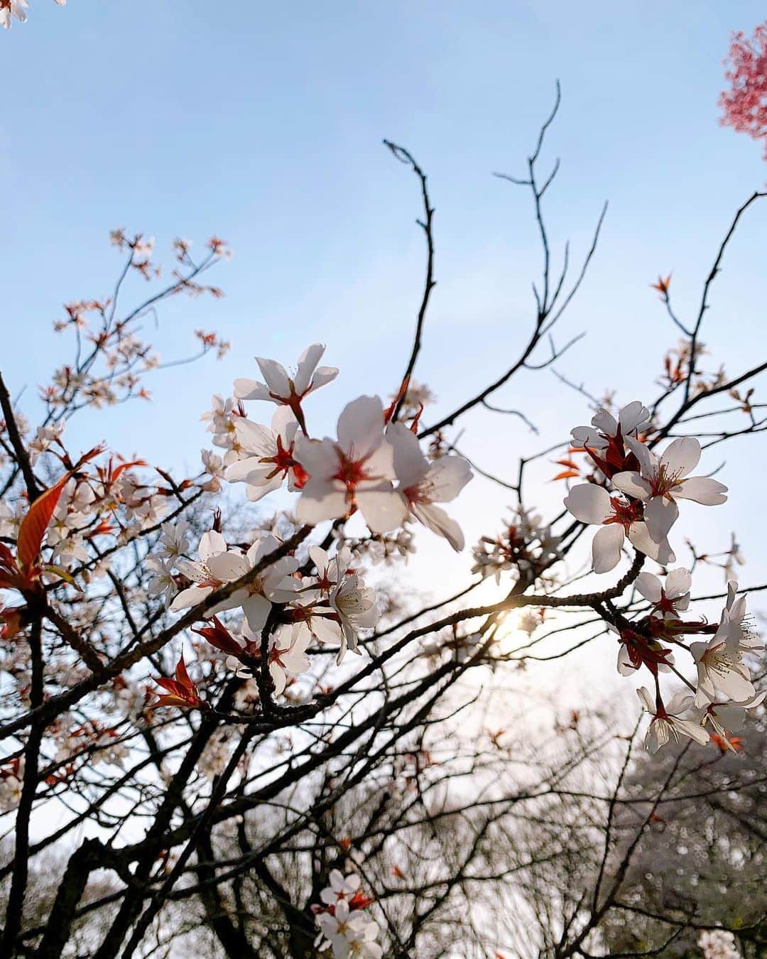 幾田りらさんのインスタグラム写真 - (幾田りらInstagram)「花粉症でも春が一番好き🌿」3月25日 1時15分 - lilasikuta