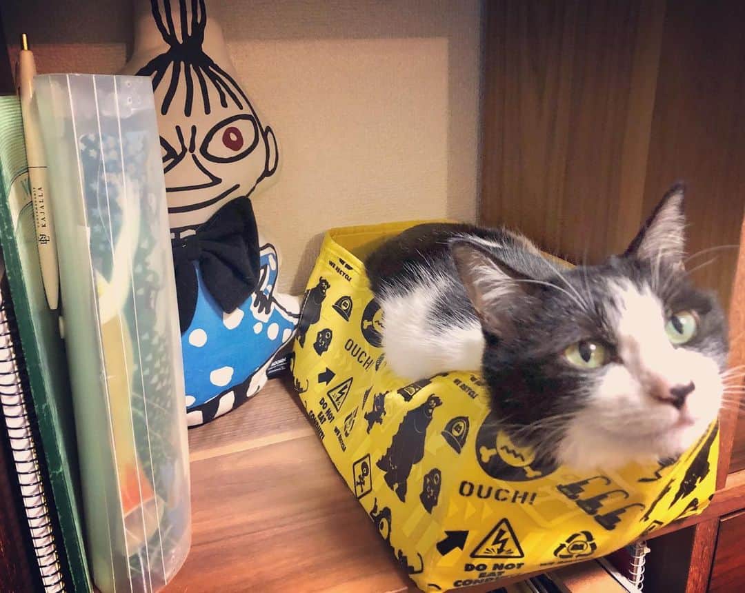 辻本耕志さんのインスタグラム写真 - (辻本耕志Instagram)「新たな場所を見つけたな。 #猫　#ねこ　#ネコ　#cat #ごま」3月25日 1時40分 - tsujimotokouji