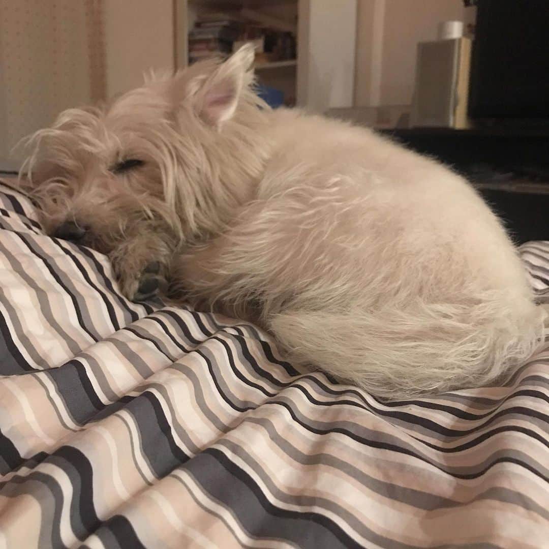 Hoykong&Plamuekのインスタグラム：「Good night #plamuek_westies」