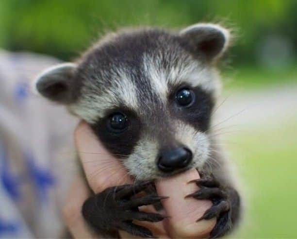 Baby Animalsさんのインスタグラム写真 - (Baby AnimalsInstagram)「Someone please get me a baby raccoon!」3月25日 2時06分 - thebabyanimals