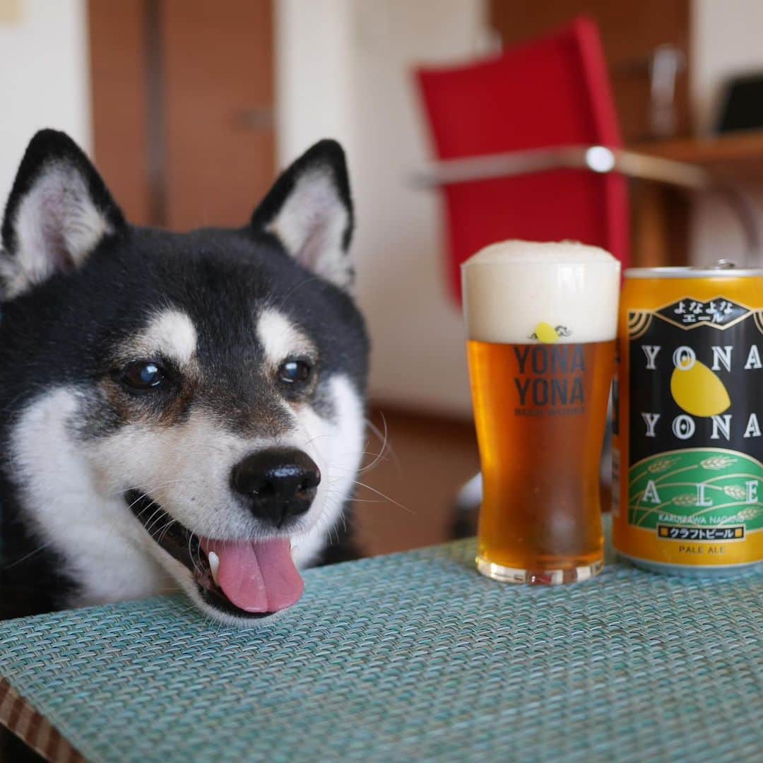 くろさんのインスタグラム写真 - (くろInstagram)「本日もお疲れちゃんでした🍺 夕方のお散歩で近所のソメイヨシノ🌸 木によってマチマチですが、もうちょい先のようです🌸 #目線の先にはおやつ #お疲れちゃんビール #よなよなエール #yonayonaale #yonayonabeerworks #ヤッホーブルーイング #クラフトビール #ソメイヨシノ #近所の桜 #黒柴 #柴犬 #和犬 #日本犬 #カメラ目線犬 #癒し犬 #晩酌犬 #座敷犬 #柴犬と一緒 #柴犬のいる暮らし #柴犬のいる生活 #犬のいる暮らし #犬のいる生活 #わんこと一緒 #わんこのいる暮らし #わんこのいる生活 #ふわもこ部 #わんだフォ #わんだふるjapan」3月24日 17時23分 - m6bmw