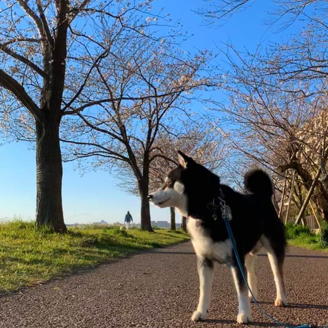 くろさんのインスタグラム写真 - (くろInstagram)「本日もお疲れちゃんでした🍺 夕方のお散歩で近所のソメイヨシノ🌸 木によってマチマチですが、もうちょい先のようです🌸 #目線の先にはおやつ #お疲れちゃんビール #よなよなエール #yonayonaale #yonayonabeerworks #ヤッホーブルーイング #クラフトビール #ソメイヨシノ #近所の桜 #黒柴 #柴犬 #和犬 #日本犬 #カメラ目線犬 #癒し犬 #晩酌犬 #座敷犬 #柴犬と一緒 #柴犬のいる暮らし #柴犬のいる生活 #犬のいる暮らし #犬のいる生活 #わんこと一緒 #わんこのいる暮らし #わんこのいる生活 #ふわもこ部 #わんだフォ #わんだふるjapan」3月24日 17時23分 - m6bmw