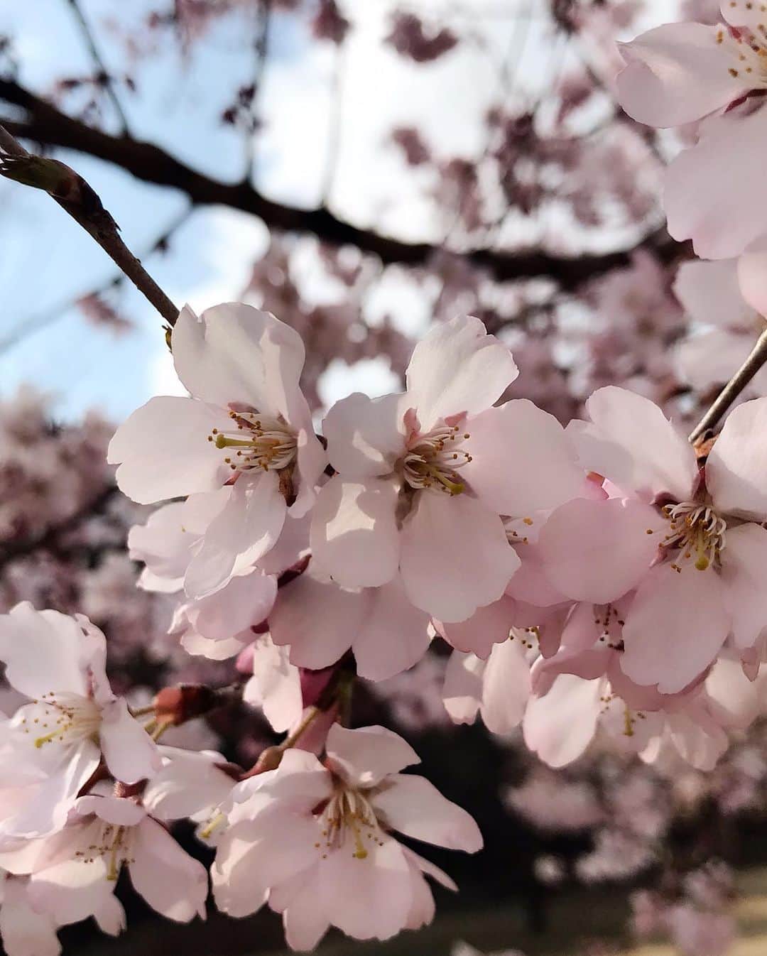 正田美里（みさみさ）さんのインスタグラム写真 - (正田美里（みさみさ）Instagram)「‪にゃ、にゃんこ様っ！！温泉宿にいた猫が可愛すぎたっ🐈‬ ‪次の日も同じ場所にいた（笑）‬ ‪鯉が泳いでいたり、桜が綺麗だったり‬ ‪癒されますっ♨︎‬ ‪#温泉 #猫 #鯉 #桜」3月24日 17時24分 - misamisaupiupi