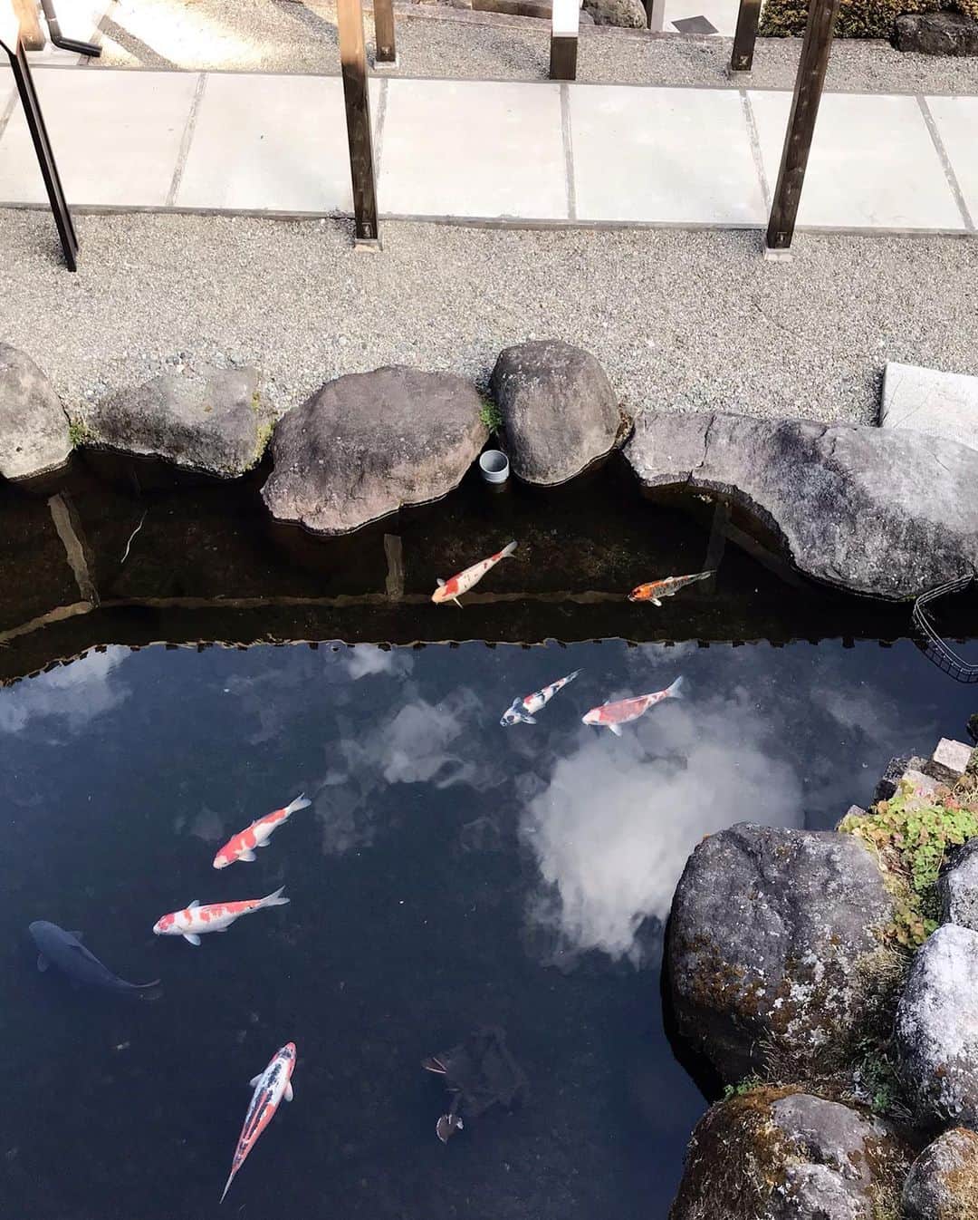 正田美里（みさみさ）さんのインスタグラム写真 - (正田美里（みさみさ）Instagram)「‪にゃ、にゃんこ様っ！！温泉宿にいた猫が可愛すぎたっ🐈‬ ‪次の日も同じ場所にいた（笑）‬ ‪鯉が泳いでいたり、桜が綺麗だったり‬ ‪癒されますっ♨︎‬ ‪#温泉 #猫 #鯉 #桜」3月24日 17時24分 - misamisaupiupi