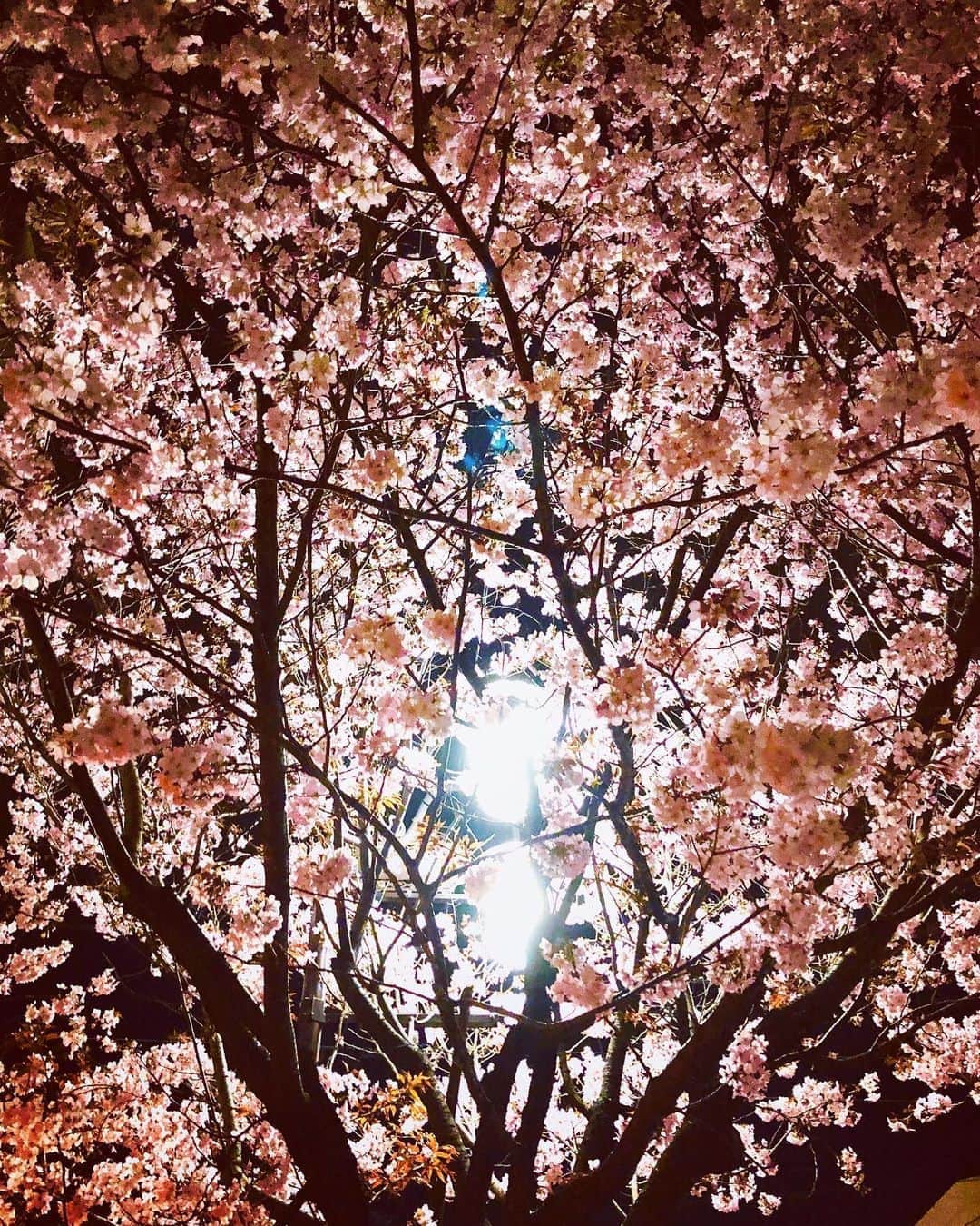 今井翼さんのインスタグラム写真 - (今井翼Instagram)「春ですね  #春 #夜桜 #東京  #今井春男」3月24日 18時00分 - tsubasaimai_official