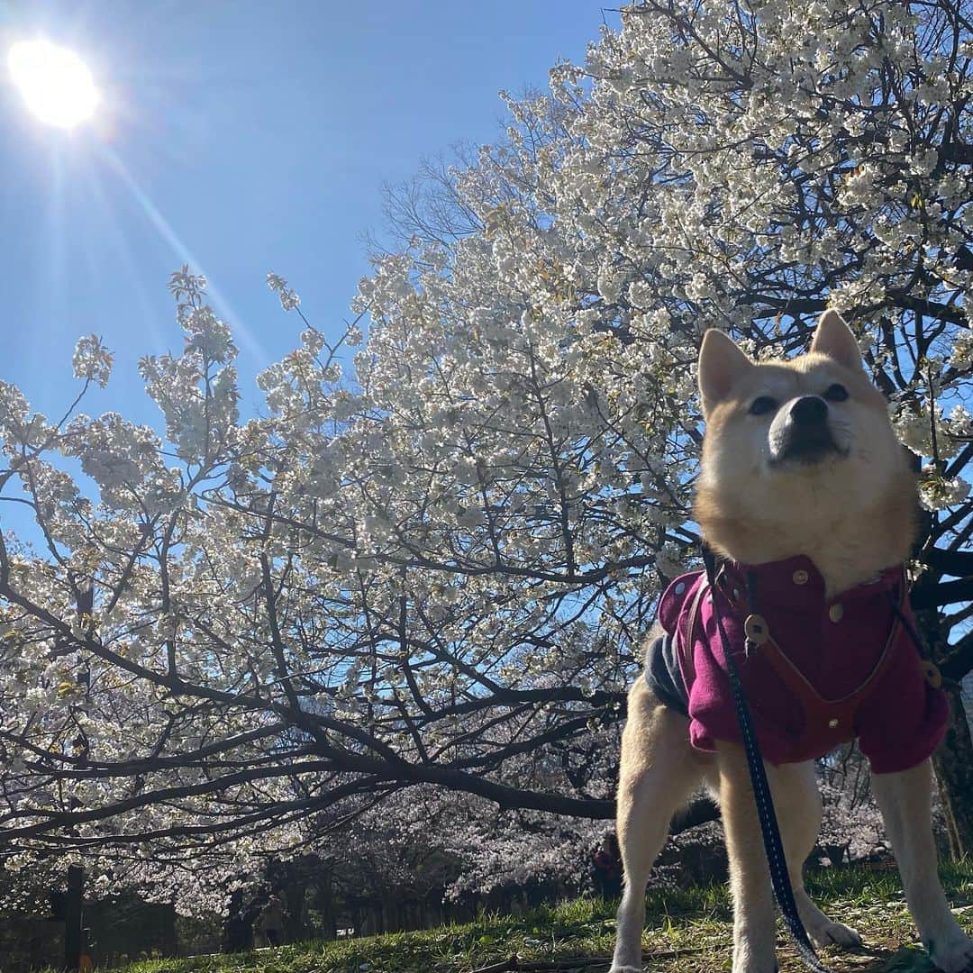アブさんのインスタグラム写真 - (アブInstagram)「今年は花を見ながらの宴会は我慢して、来年倍のんでやるぞー！！コロナ早く収束すると良いね…( ˘•ω•˘ ) #桜 #dog #シバチャ #犬 #柴犬」3月24日 17時53分 - abuuungram