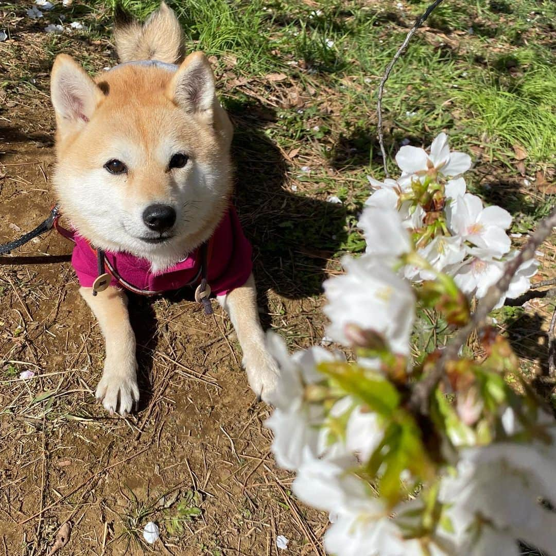 アブのインスタグラム：「今年は花を見ながらの宴会は我慢して、来年倍のんでやるぞー！！コロナ早く収束すると良いね…( ˘•ω•˘ ) #桜 #dog #シバチャ #犬 #柴犬」