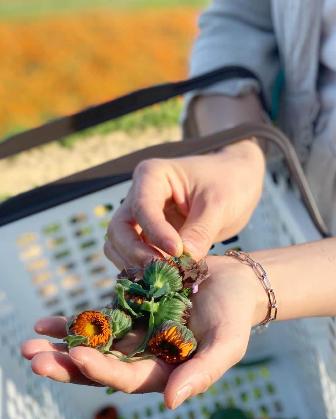 青山有紀さんのインスタグラム写真 - (青山有紀Instagram)「淡路島の無農薬カレンデュラの蕾と無農薬の鳴門オレンジ（淡路島でしか栽培されない貴重な原種みかん🍊）で酵素シロップを作っています。先日、淡路島で無農薬カレンデュラを育てる廣田農園さんに伺った際、開花する前の爆発的な命のパワーを秘めた蕾の美しさと美味しさに感動し、この波動を入れた何かを作りたい！と強く思いました。 同じく廣田さんが育てた無農薬鳴門オレンジ、ダイダイと合わせ、春分の日のスペシャルイベント限定で販売した貴重なフラワーエッセンス二種も加えてます✨ 女性性開花の力になってくれる沖縄産の月桃と蓮のエッセンス、、かなりすごいです✨✨✨ #春の薬膳講座🌸　にご参加くださる皆様に飲んでいただく予定です。楽しみにしててくださいね💛✨ #薬膳 #青山有紀」3月24日 17時59分 - yukiaoya