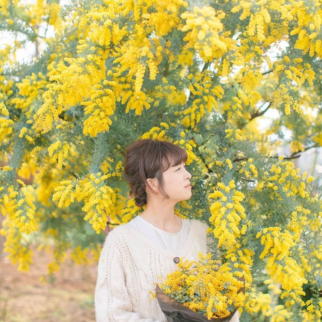 RiLiさんのインスタグラム写真 - (RiLiInstagram)「今だけしか味わえない黄色のお花💐【ミモザ】🌼 ..... 黄色いポンポンような、見た目がかわいいお花【ミモザ】🌼あたたかくなって、街中や花屋さんでもそんなミモザの姿が👩🏻‍🌾💐 毎年3月8日は国際女性デー👩🏻‍🦰イタリアでは「ミモザの日」🌼と呼ばれて、男の人が日頃の感謝を込めて、身近な女性にミモザの花を贈るんだって🤭💋 ミモザの見頃は3月〜4月🌽🍋🍌近くに咲いている子と一緒に写真を撮るもよし、お家に飾るもよし🧺この時期だけのお花を楽しんでみてね🍮 サイトやSNSで掲載させていただくお写真募集中😘📸 かわいいコーデやアイテム、注目スポットなどが撮れたら、ハッシュタグ→#rili_tokyo  を付けて投稿❗ ． Special Thanks💋 Photo by @cyocobi @mizukidrop @ynyu.83 @ch_seira_ @r_i_s_a_15 @cafe_in_me @nancyyygram @__kameco ． #春 #春コーデ #ミモザ #お花 #お花見 #お花畑ショット#代々木公園 #ピクニック #お花畑 #お花畑コーデ #ワンピースコーデ #ブーケ #ブラウンコーデ #ベージュコーデ  #ワントーンコーデ #シンプルコーデ  #カジュアルコーデ #ガーリーコーデ #置き画 #置き画くら部 #今日のコーデ #コーデ #コーディネート #RiLi  #おしゃれさんと繋がりたい #お洒落さんと繋がりたい #ファッション #패션스타그램 #ootd」3月24日 18時01分 - rili.tokyo