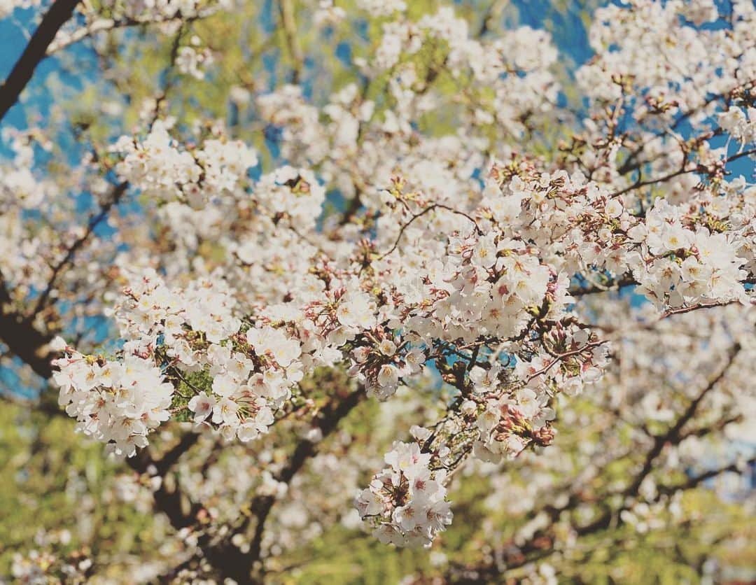 大友陽平さんのインスタグラム写真 - (大友陽平Instagram)「SAKURA2020 🌸 #桜 #SAKURA #春は必ず来る #SPRING」3月24日 18時04分 - nikkan_ohtomo