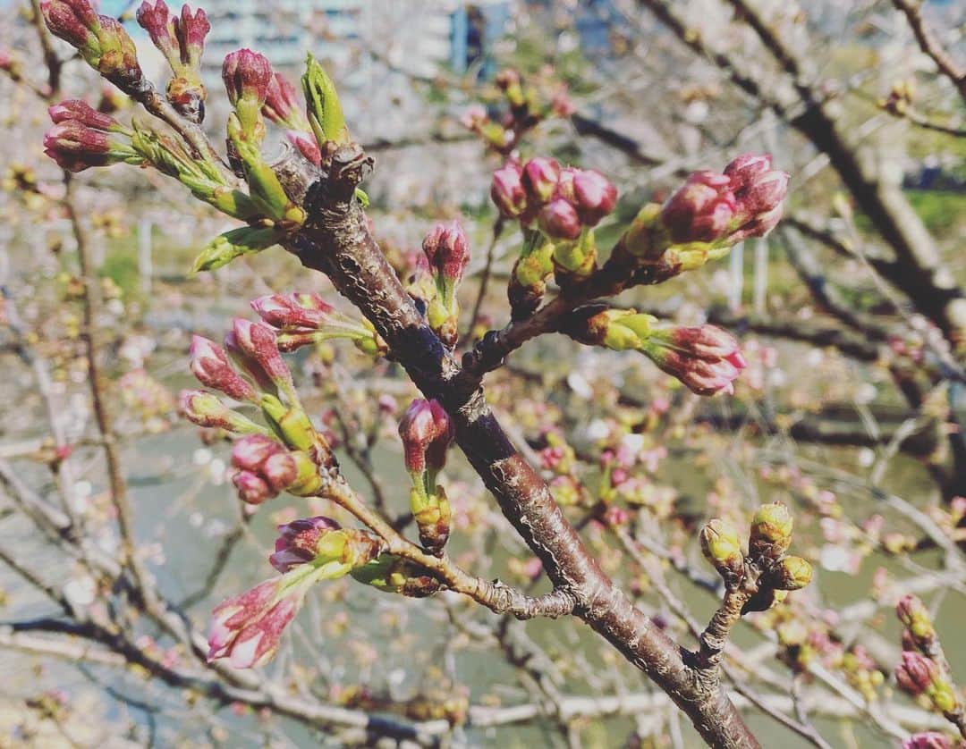 大友陽平さんのインスタグラム写真 - (大友陽平Instagram)「SAKURA2020 🌸 #桜 #SAKURA #春は必ず来る #SPRING」3月24日 18時04分 - nikkan_ohtomo