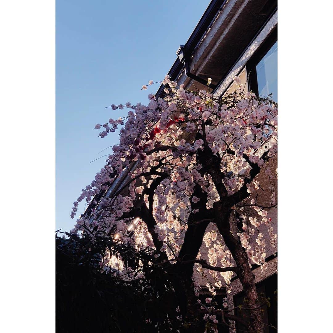 eriさんのインスタグラム写真 - (eriInstagram)「春なのにねえ。」3月24日 18時06分 - e_r_i_e_r_i