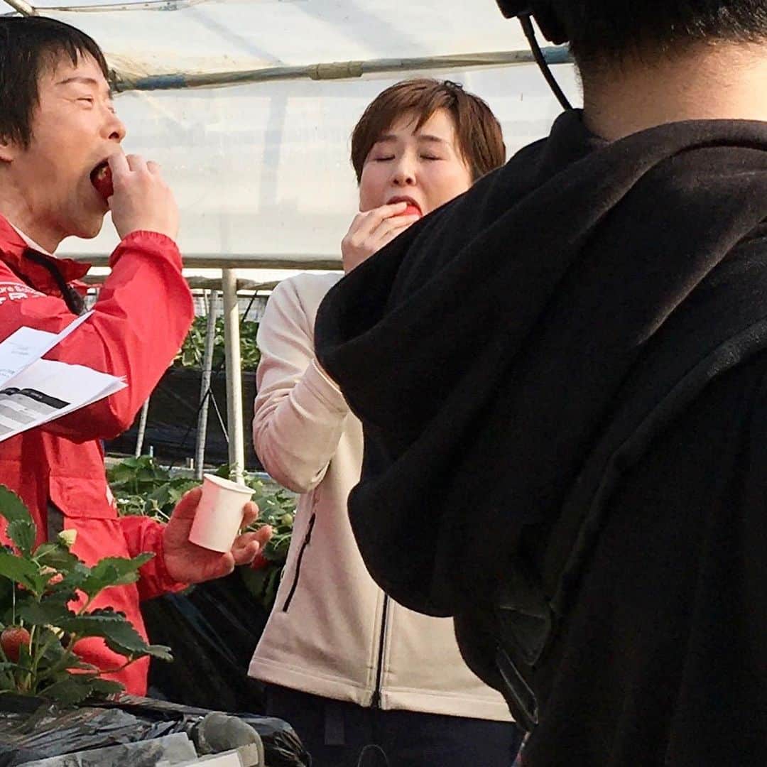 にしおかすみこさんのインスタグラム写真 - (にしおかすみこInstagram)「#いちご狩り #１枚目 なんでこんな顔してんだっけな #２枚目 大きな苺。どうしてもひと口で頬張りたい大人達。 （先生は違うか😅） #３枚目 明日も明後日もいちご狩りだったらいいのに。 #橋谷晃先生と☺️」3月24日 18時12分 - nishioka_sumiko