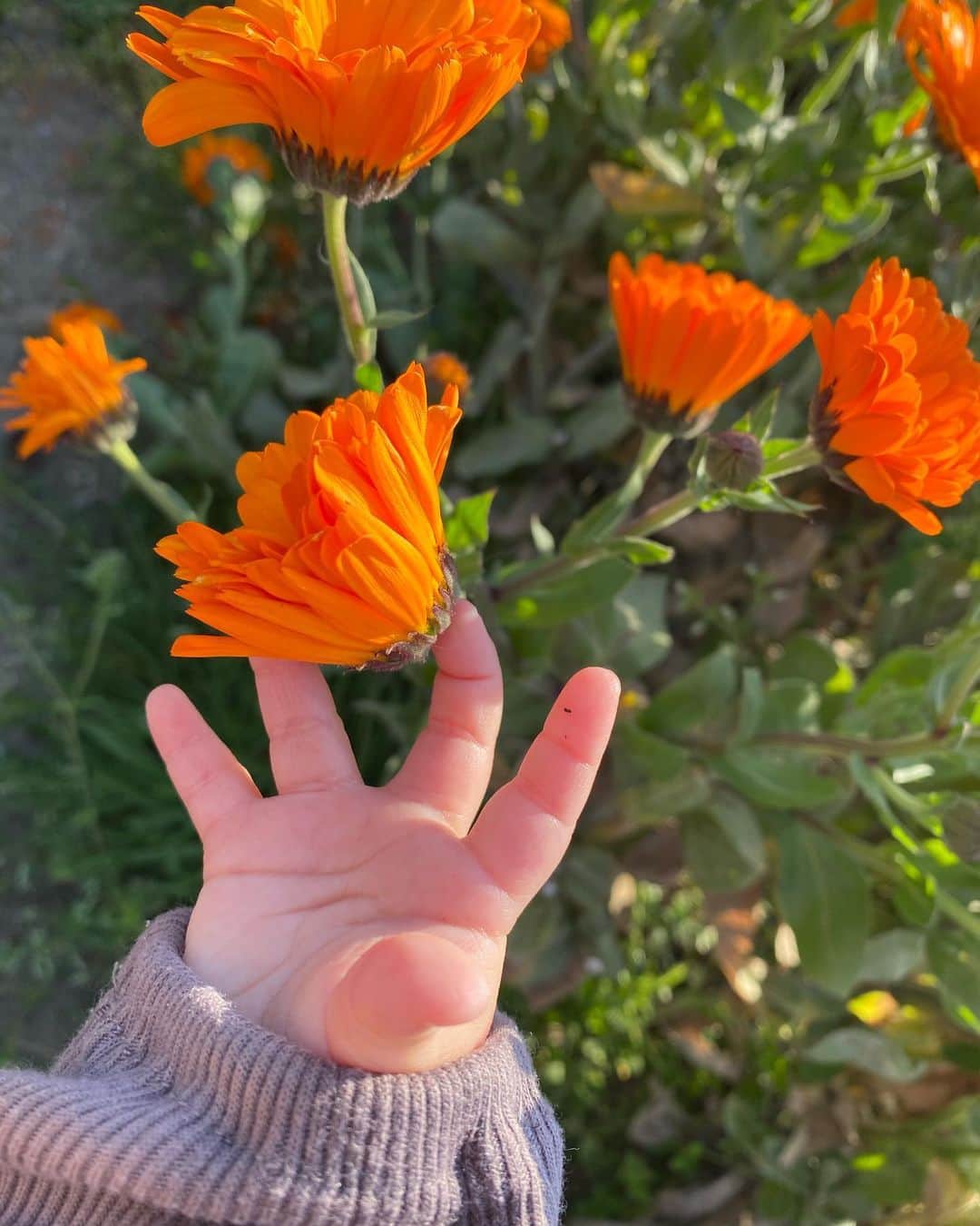 井下育恵のインスタグラム：「. 気持ちの良い🌞だったのでお散歩。 いろんな花が咲いていました💐 . 最近なんでも触りたい👶 初めてお花、触ったね👶」