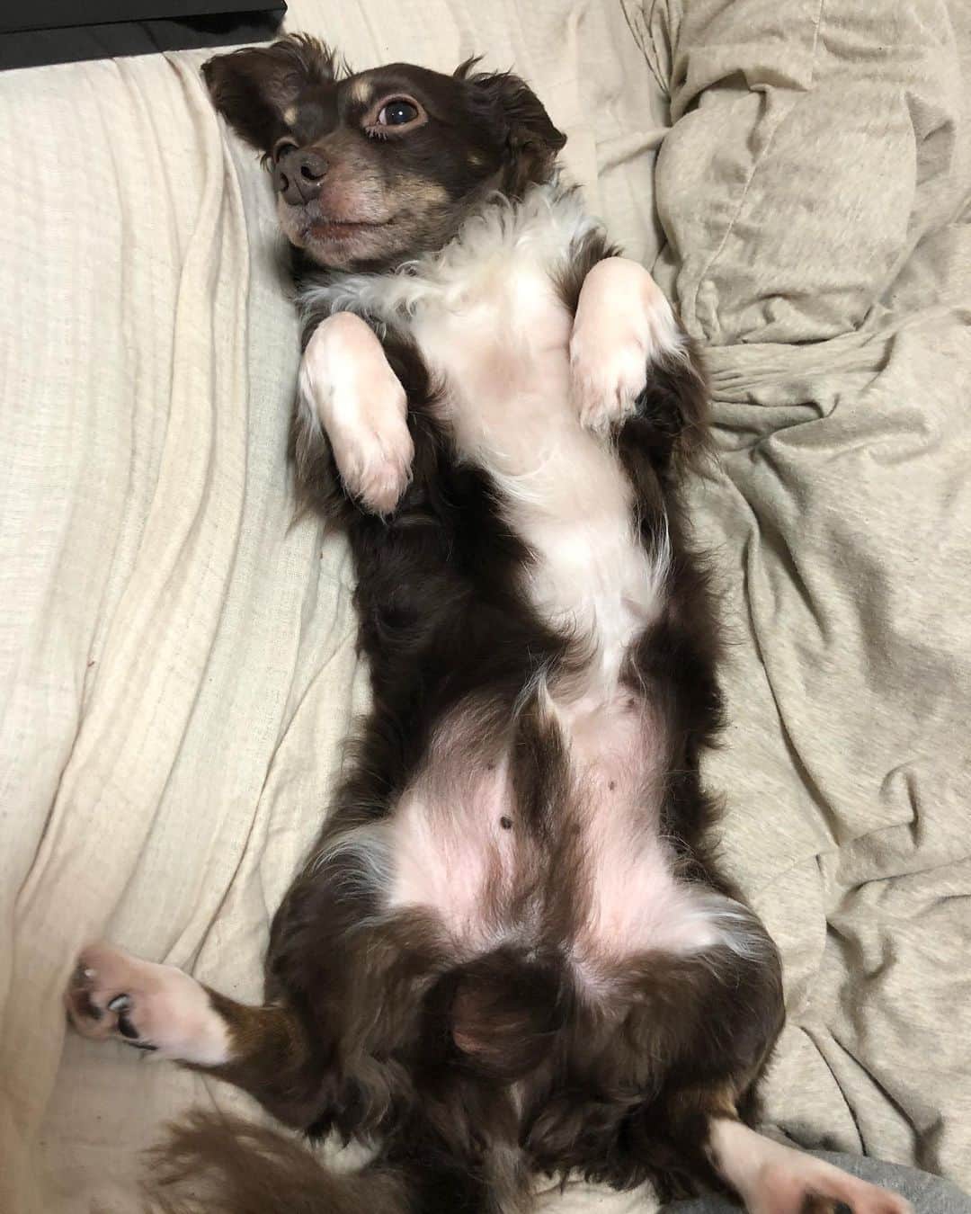 のインスタグラム：「グチャグチャゴロゴロ🐕 #いぬすたぐらむ🐶  #ダンベル」