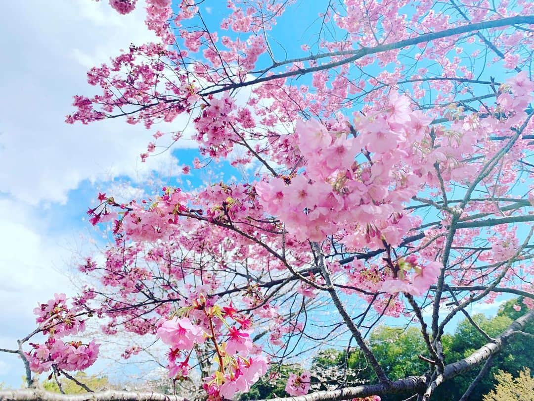滝瀬世莉のインスタグラム：「🌸 #cherryblossom」