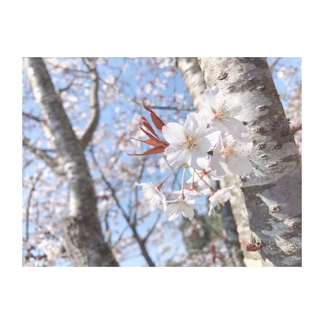 金子みゆさんのインスタグラム写真 - (金子みゆInstagram)「花見行かん？🌸﻿ ﻿ 花より団子派ですが、﻿ 楽しければなんでもいいので、花見行きましょう！﻿ ﻿ IQとLinQするのロケで嘉麻市へ お楽しみに😎 ﻿ #花見 #桜 #花より団子 #春」3月24日 18時24分 - kaneko_miyu0813