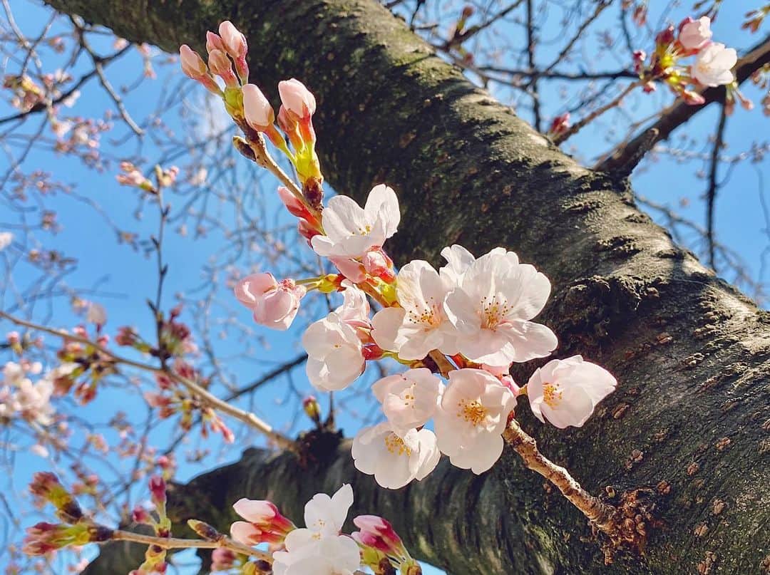 南雲穂波さんのインスタグラム写真 - (南雲穂波Instagram)「今朝会社の近くで撮りました🌸 満開も楽しみですが咲き始めも綺麗です✨ ・ 桜の咲く節目の季節、生活や環境の変化が訪れる人が多いと思います. ドデスカ！では、今週いっぱいで徳重アナと上坂アナが卒業、杏奈さんはメ〜テレを卒業されます. 9ヶ月という短い間に、たくさんのことを教わり、学ばせていただきました🍀 リニューアル前のドデスカは今週いっぱいです. ・ もうすぐ私は新人マークがなくなります🔰 新生活への不安と期待が入り混じる桜の季節、これを味わえるのも今だけだと思って楽しみたいです☻ ・ #桜 #東別院 #メーテレ #アナウンサー #名古屋テレビ #名古屋 #nagoya #南雲穂波」3月24日 18時29分 - honami_nagumo_nbn