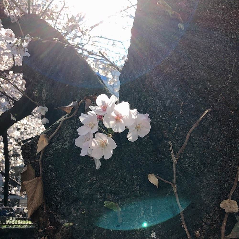 眞木美咲パメラさんのインスタグラム写真 - (眞木美咲パメラInstagram)「Cherry blossoms in Meguro river. Still not fully bloomed but it was lovely. 🌸 . 目黒川の桜をお散歩がてらみてきました 眩しそう😹 まだ満開じゃなかったけど十分綺麗💗 満開のときまたこようっと♪ 出店もでてたよ！ 念願のチーズハットグ食べれたからまた載せるね🧀 . . . . . #目黒川 #桜 #お花見 #cherryblossom #meguroriver  #ootd#私服#white #workout#trip #girlstrip#オーバーオール #love #赞#likelike  #粉我#时装#ファッション」3月24日 18時48分 - pamypamypamy
