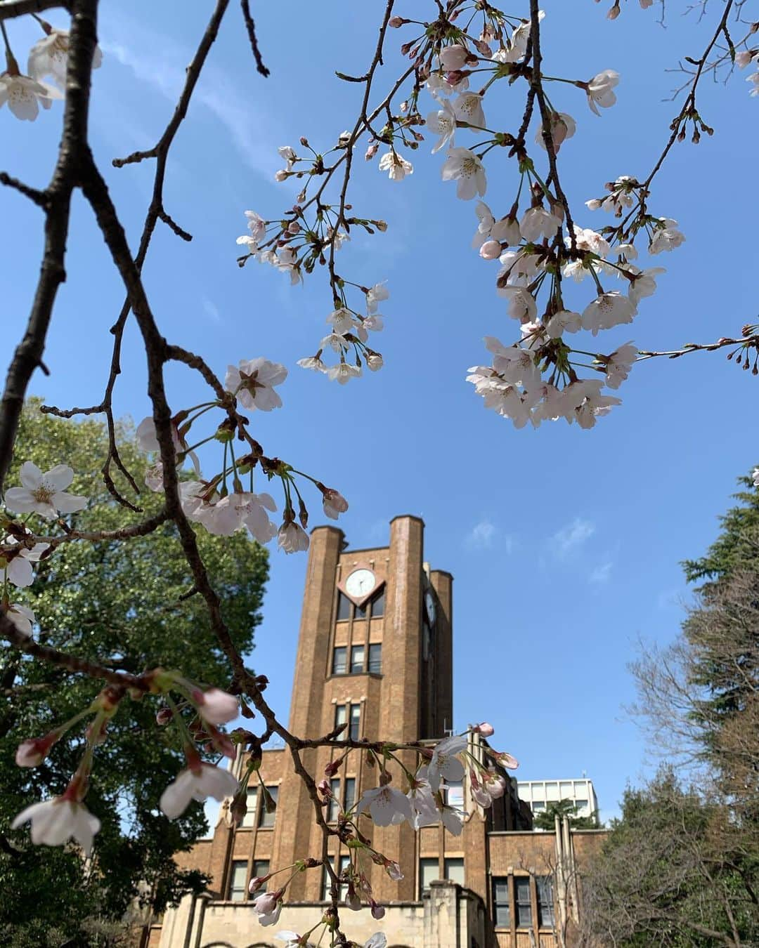 前田典子さんのインスタグラム写真 - (前田典子Instagram)「#東大の桜🌸 #東大駒場キャンパス  広い敷地内には立派な桜の木が沢山🌸 #古くて重厚な建物が素敵 #モダンな近代建築もあり  誰でも自由に入れるのがいいね #みんなの庭 #犬連れもオッケー🐶 敷地内にあるレストランでランチしてきました　🍽  秋の銀杏並木も歩きに来たいな #東京大学 #憧れ過ぎる素敵キャンパス  #生まれ変わって一からやり直しても入学出来ない自信がある　 #どんな自信やねん🤣🤣🤣 #コスプレパフォーマンスサークル勧誘の看板 👗🦱👑 #偏差値の無駄遣い  って😅  こっちは入れる自信ある🤣」3月24日 18時49分 - maenorichang