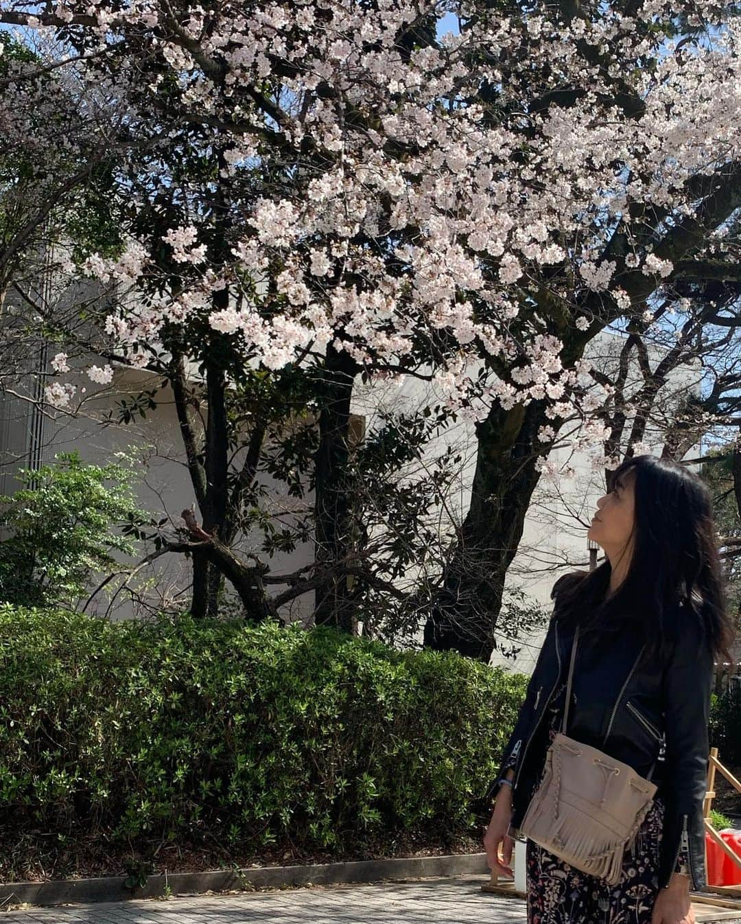 前田典子さんのインスタグラム写真 - (前田典子Instagram)「#東大の桜🌸 #東大駒場キャンパス  広い敷地内には立派な桜の木が沢山🌸 #古くて重厚な建物が素敵 #モダンな近代建築もあり  誰でも自由に入れるのがいいね #みんなの庭 #犬連れもオッケー🐶 敷地内にあるレストランでランチしてきました　🍽  秋の銀杏並木も歩きに来たいな #東京大学 #憧れ過ぎる素敵キャンパス  #生まれ変わって一からやり直しても入学出来ない自信がある　 #どんな自信やねん🤣🤣🤣 #コスプレパフォーマンスサークル勧誘の看板 👗🦱👑 #偏差値の無駄遣い  って😅  こっちは入れる自信ある🤣」3月24日 18時49分 - maenorichang