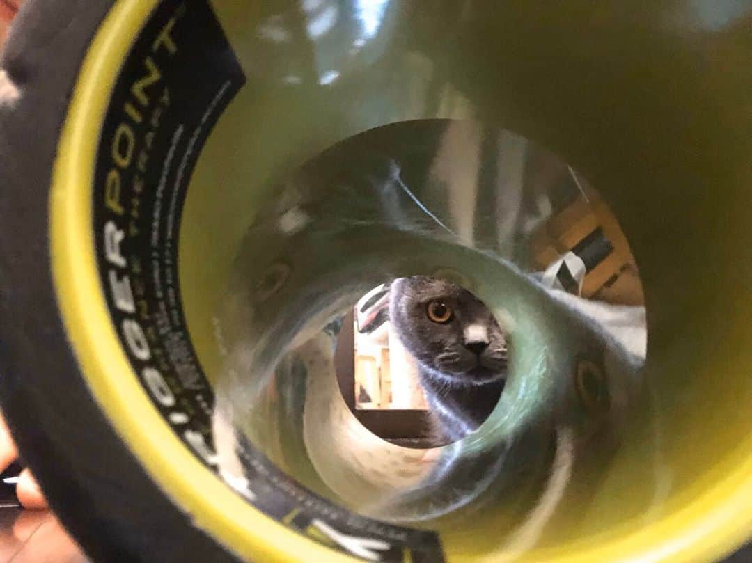 飯島颯さんのインスタグラム写真 - (飯島颯Instagram)「これ何か知ってる？👀 #猫#ネコ#ブリティッシュショートヘア#ブリ商会#ねこ#ねこ部#ふわもこ部#ねこすたぐらむ#にゃんすたぐらむ#猫のいる暮らし」3月24日 19時18分 - hayate_kumakun_official
