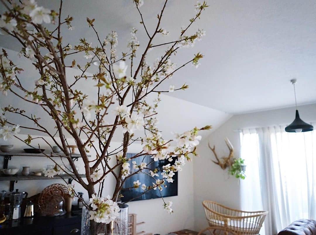 norikoのインスタグラム：「おうち花見🏠🌸」
