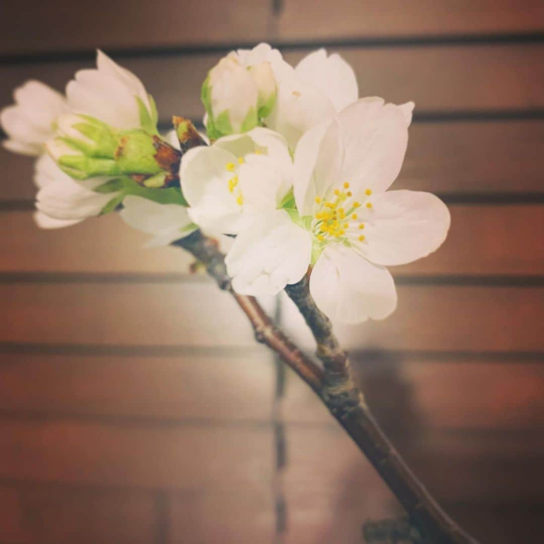 瀬戸康史さんのインスタグラム写真 - (瀬戸康史Instagram)「うちの桜が咲きました。」3月24日 19時46分 - kojiseto0518