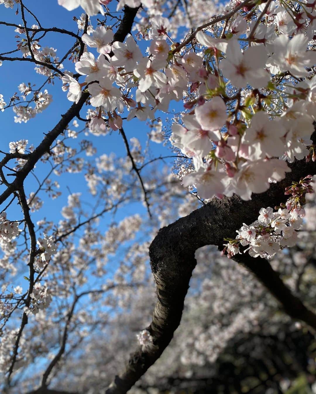 星奈あいさんのインスタグラム写真 - (星奈あいInstagram)「桜みてきた🌸2枚目以降ちゃんと桜だから見てください👶🌻🌻笑  #お花見#桜#代々木公園#ポートレート#星奈あい」3月24日 19時49分 - hoshina_r18