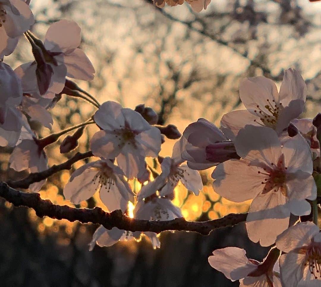 Chageさんのインスタグラム写真 - (ChageInstagram)「それでも桜は咲いてます。  #chagekimi  #サクラ  #landscape  #クリ部  #heychappy」3月24日 20時06分 - chageshu06
