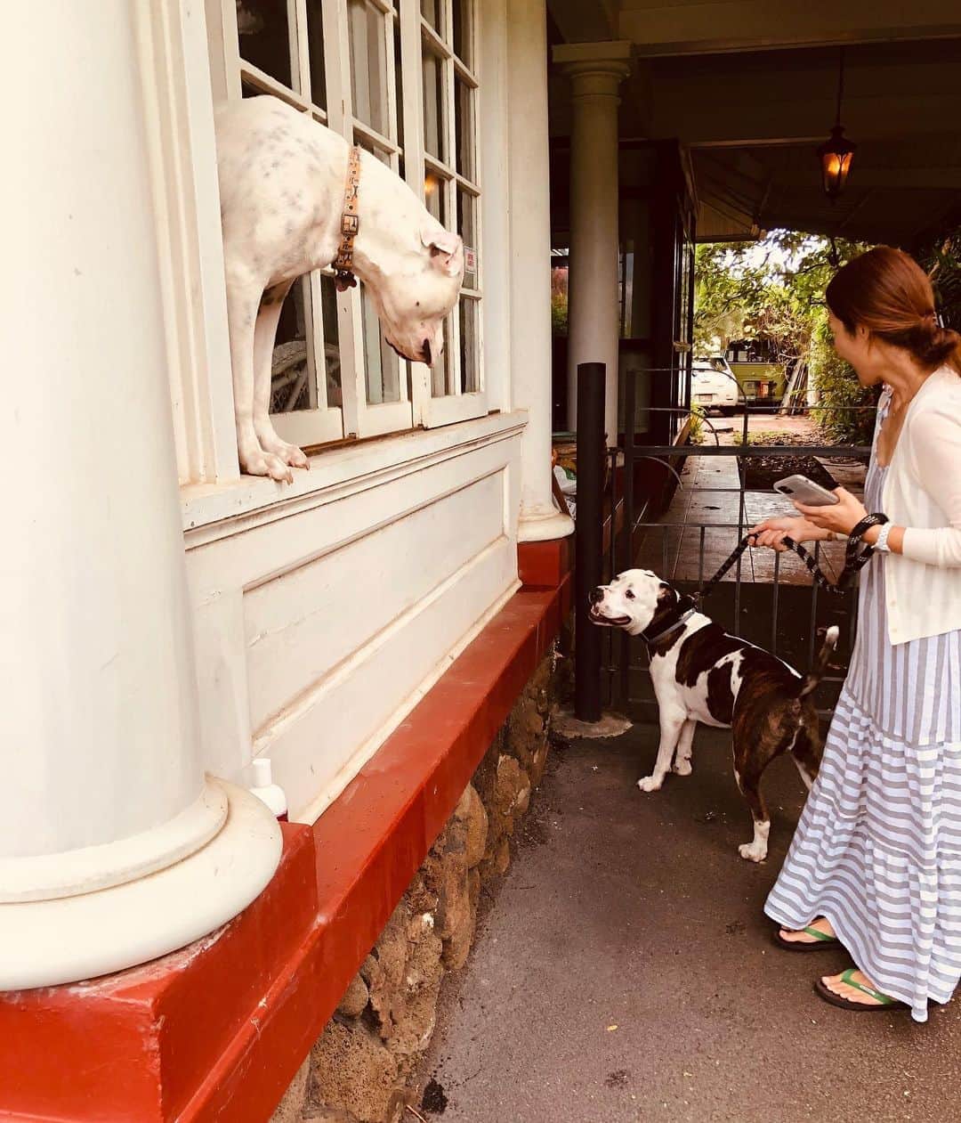 のインスタグラム：「アメリカ国民の義務となっている1.8mを守ります。 #またハグ出来る日まで #hawaii  #socialdistancing #銀行に行ったら前は6フィートやったけど #左右に人がいたw」