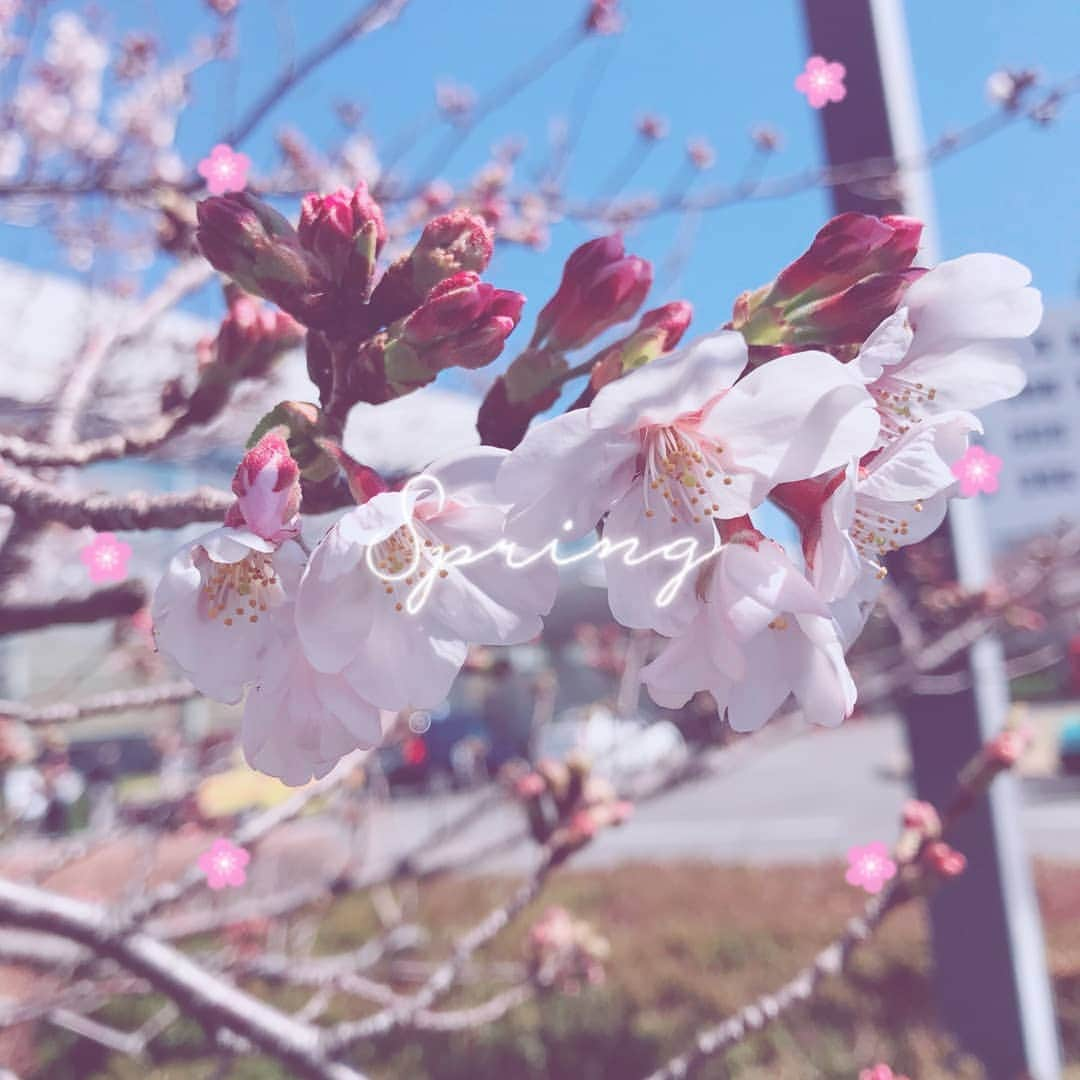 杉原杏璃さんのインスタグラム写真 - (杉原杏璃Instagram)「春の香り🌸  外は桜があちこちで🌸 すっかり春ですね🌸  コロナの影響もあって ミーティングルームに集まって  のカタチではなく  今日は部屋でスカイプでスタッフさん達と打ち合わせを(^^)✨ 回線が混線？ してたのかな？  ホラーのようなうめき声のような言葉にならないような音がずっと双方のパソコンから💻💦 どうにもこうにもでε -(´∀｀; )。。。 なんとか音声はスマホでスピーカー通話にして📢 無事できました  早く終息してほしいですね😷！ そのためにも、コロナ対策がんばりましょ！！ #japan  #LOVE  #love  #instagood  #YOLO  #new  #look  #follow  #happy  #fun  #funny 　#smile  #beauty  #swag  #girl  #girls  #me  #fashion  #アンラブ  #ANdRIDE  #グラビア  #アイドル  #グラドル  #グラビアアイドル  #anrisugihara  #杉原杏璃」3月24日 20時23分 - anri.sugihara.anri