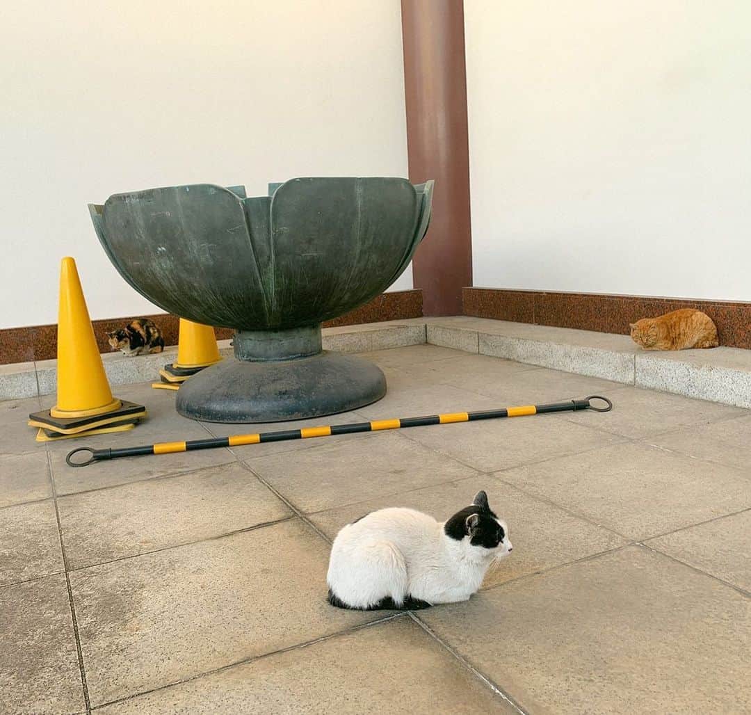 関口舞のインスタグラム：「お寺の猫の三角形 儀式みたいで良い。」