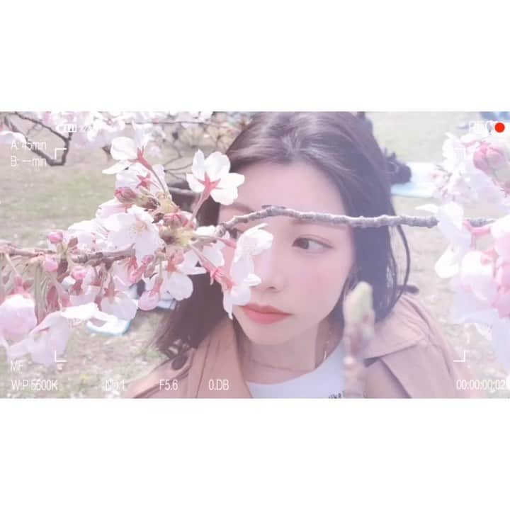 野崎夏帆のインスタグラム：「本編はyoutubeで🌸﻿ ﻿ ﻿ #🌸﻿ #sakura﻿ #お花見デート #？ #vlog風 #youtube見てね」