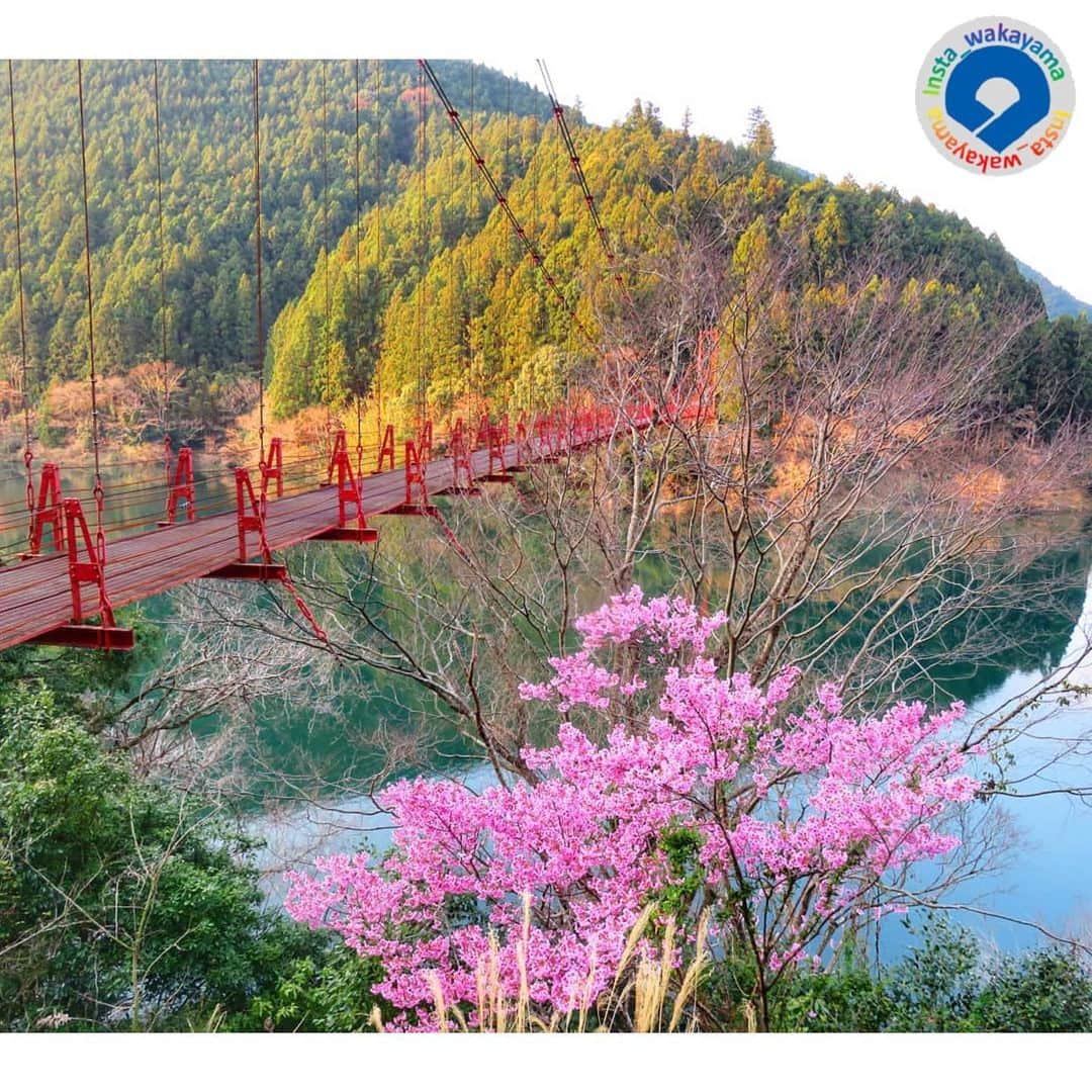 和歌山県さんのインスタグラム写真 - (和歌山県Instagram)「Insta_Wakayamaでは、皆さんがハッシュタグをつけて投稿してくださった写真から、素敵な写真をご紹介させていただきます！ 本日のピックアップは @eririn1502 さんのお写真です☆　いつもハッシュタグのご利用ありがとうございますm(_ _)m  こちらは、有田川町（旧清水町）にあります蔵王橋のお写真です。蔵王橋は、有田川の二川ダム上に架かる全長約160mの赤いつり橋で、橋の上からは二川ダムの水面が見えます。 また春には、蔵王橋の架かる二川ダム湖沿い約4キロメートルにわたり約1000本の桜（ソメイヨシノ）が咲き誇り、花見スポットとしてもお勧めなんだそうですよ！ 参考：https://www.town.aridagawa.lg.jp/top/kanko/mokuteki/keikan_meisyo/1942.html（有田川町HP）  和歌山に関する投稿には「 #insta_wakayama 」のハッシュタグをつけてください★ 和歌山の魅力を皆さんで発信していきましょう！ ハッシュタグをつけると同時に、写真の場所の記載・位置情報の登録もお願いします🎵 （担当は、場所が分かるお写真を頑張って探す傾向にあります…。） #蔵王橋 #つり橋 #吊り橋 #有田川 #二川ダム #ダム #ソメイヨシノ #桜 #有田川町 #有田郡 #和歌山 #和歌山県 #insta_wakayama #wakayamagram #wakayama #aridagawa #arida #instameet_wakayama #nagomi_wakayama #visitwakayama #retrip_news #japan #kiipeninsula」3月24日 20時42分 - insta_wakayama