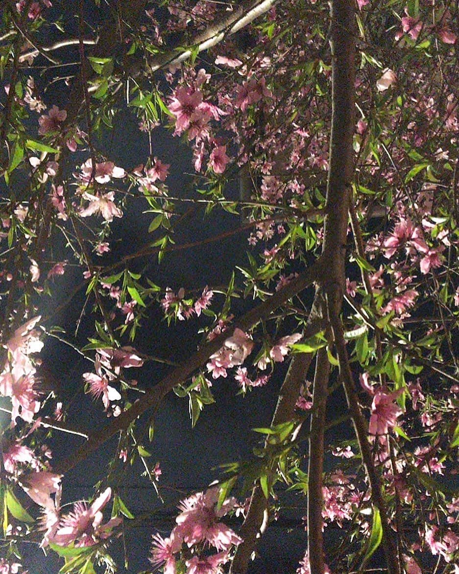 佐藤千晶さんのインスタグラム写真 - (佐藤千晶Instagram)「ふと見上げたら夜空とお花の感じが 素敵でした。  #夜空 #お花 #なんの花だろう」3月24日 20時43分 - satochiaki125