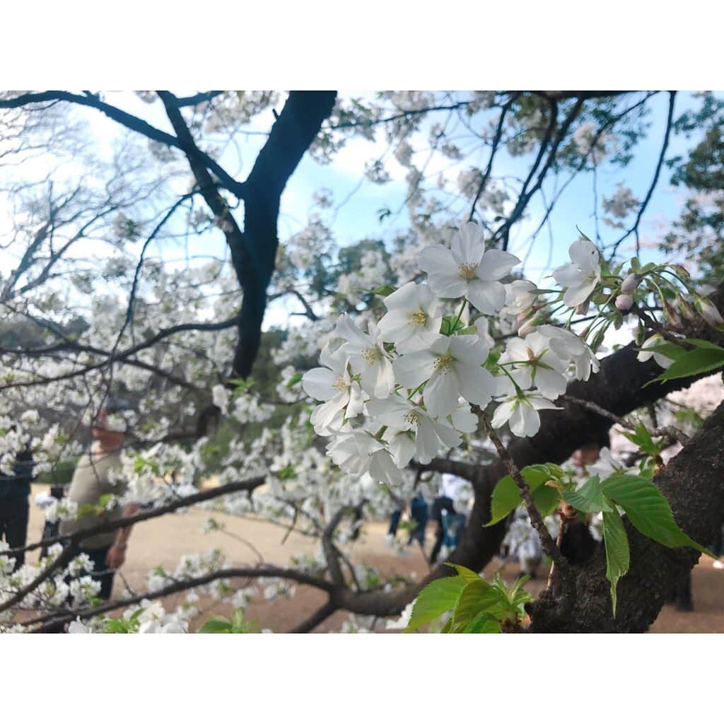 寺田ちひろさんのインスタグラム写真 - (寺田ちひろInstagram)「﻿ 🌸満開のさくら🌸﻿ ﻿ に出会うことができました！﻿ ﻿ お花がたくさん咲く春が1番好きな季節です✨﻿ ﻿ ﻿ そして早くも葉桜も🌿 ﻿ でも、葉桜も好きだなぁ✨﻿ ﻿ 新緑の柔らかいグリーンと桜のほんのりピンク。﻿ ﻿ よきです☺️﻿ ﻿ ほんのひとときでしたが、﻿ 桜から癒しをもらうことができました🌸﻿ ﻿ ﻿ #桜 #さくら #満開 #きれい #春 #寺田ちひろ #アナウンサー」3月24日 20時55分 - chihiro_terada1223