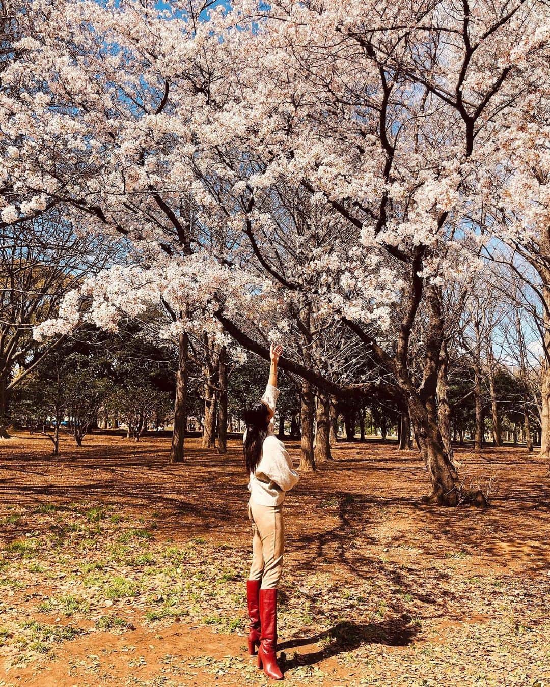 木佐貫まやさんのインスタグラム写真 - (木佐貫まやInstagram)「Positivity is everything ✨ Thank you for the beautiful view  cherry blossom 🌸」3月24日 20時55分 - maaayaofficial