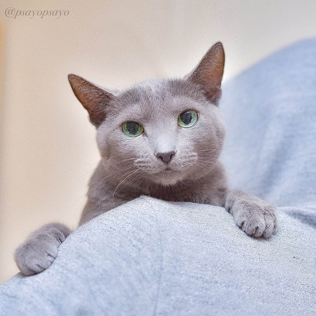 ❤?❤❤❤ Sayo ??❤?❤️❤️❤️のインスタグラム：「★ (´･ω･`) ｼｮﾎﾞｰﾝ ★. .  To be honest, I don't want to be hugged 😹. ホント言うと抱っこされるのあんまり好きじゃないんだにゃ😹 . . 😺」