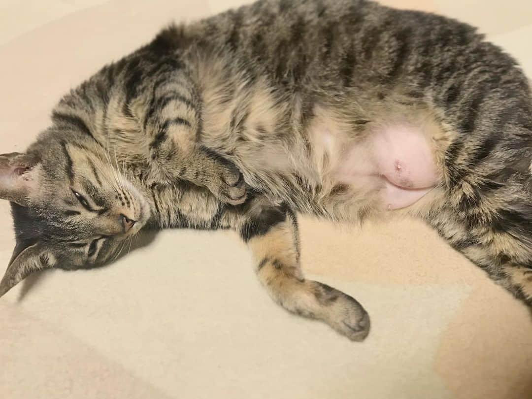 小嶋晶子さんのインスタグラム写真 - (小嶋晶子Instagram)「I love dozing off in the sun.🐈...zzZ🐾 #cat #cats #browntabby #catsofinstagram #catstagram #neko #nekostagram #ねこ #ねこ部 #ねこすたぐらむ #きじとら #きじとらねこ #きじとら女子 #きじとら部 #ネコ #ネコ部  #キジトラ #キジトラネコ #キジトラ部 #かぎしっぽ #かぎしっぽ猫部 #カギしっぽ #カギしっぽ猫 #お腹ハゲてる #足の裏もハゲてる #とろねこチャレンジ #とろねこチャレンジに参加 #とろねこチャレンジは4月まで」3月24日 21時08分 - kojimamajiko