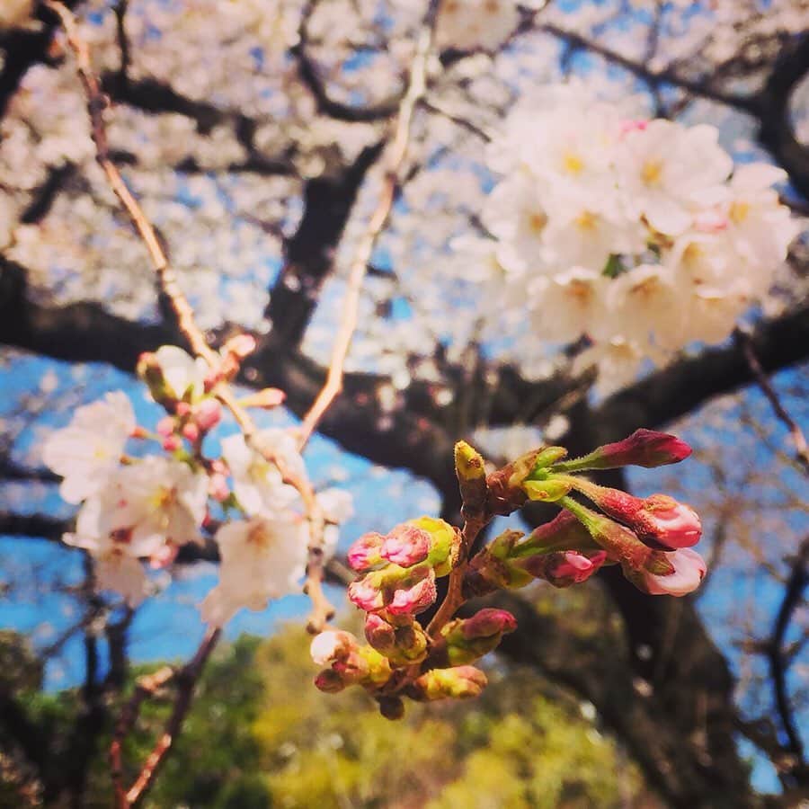 OZmall　東京体験（オズモール）さんのインスタグラム写真 - (OZmall　東京体験（オズモール）Instagram)「： 先週末、新宿御苑にお花見に行ってきました。居座りはやめて、のんびりとお散歩。予想よりもはるかに広大な敷地で、予想よりもたくさんの植物があって、さらに温室やレストランも。もはやテーマパーク！　日本庭園エリアの近くの休憩処で、お抹茶体験も満喫。こどもの頃は苦手だったほろ苦い抹茶も、やたら甘く感じていた和菓子も、なんだか染み入るなぁ…さぁ、春がやってきましたね。 ． #oz #ozmall #editors #tokyo #experience #entertainment #culture #オズモール #東京体験 #エンタメ #予約 #新宿御苑 #shinjukugyoen #お花見2020 #桜 #🌸 #cherryblossom #観たい公演やジャンルのリクエスト受付中」3月24日 21時09分 - ozmall_entertainment