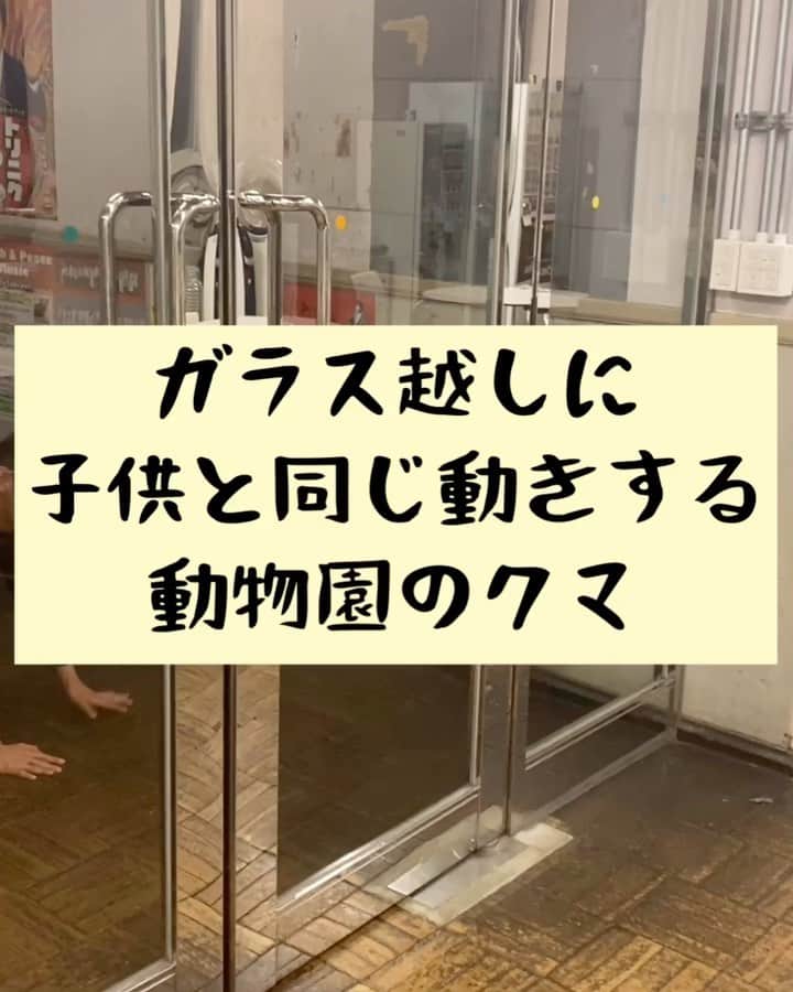 たいゆうきのインスタグラム：「タイの 動物あるあるモノマネ 「ガラス越しに子供と同じ動きをする動物園のクマ」  #タイ動物 #動物 #あるある #ものまね  #熊  #くま  #動物園  #こども  #子供  #家族」