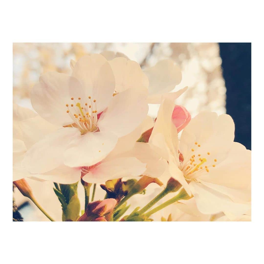 丸山未沙希のインスタグラム：「. さくらがね咲いてるね。 ベランダにも花びらが届いてました。  ちゃんとお花見できないのが寂しいところ。 でももうしっかりすっかり春。  #春 #さくら #桜 #花びらの便り #花 #ピンク #黄色」